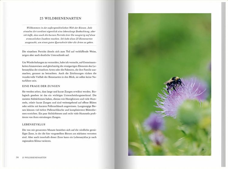 Produktbild: Unsere Wildbienen
