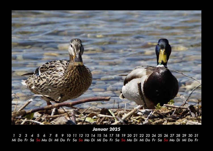 Produktbild: Enten 2025 Fotokalender DIN A3