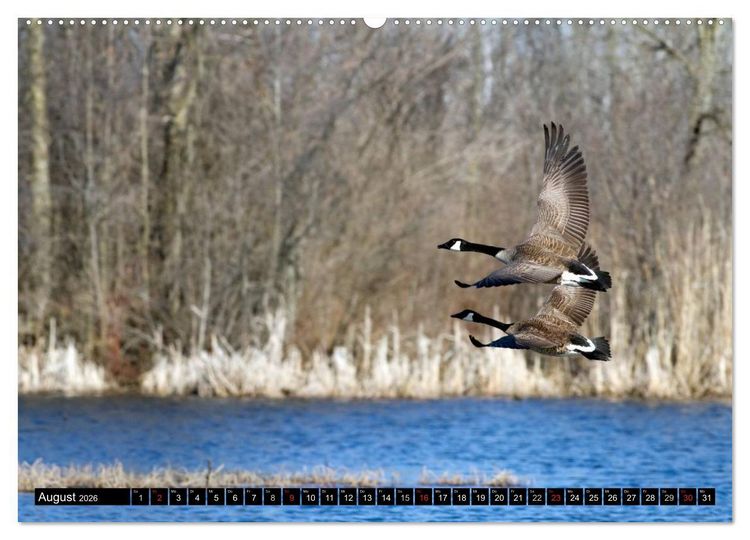 Produktbild: KANADA-GANS - Der 'hupende' Vogel (hochwertiger Premium Wandkalender 2026 DIN A2 quer), Kunstdruck in Hochglanz