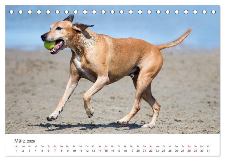 Produktbild: Freunde auf vier Pfoten am Strand (Tischkalender 2026 DIN A5 quer), CALVENDO Monatskalender