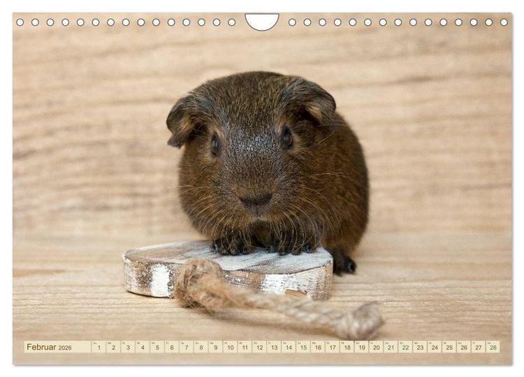 Produktbild: MEERSCHWEINCHEN neugierig - s&uuml;&szlig; - liebenswert (Wandkalender 2026 DIN A4 quer), CALVENDO Monatskalender