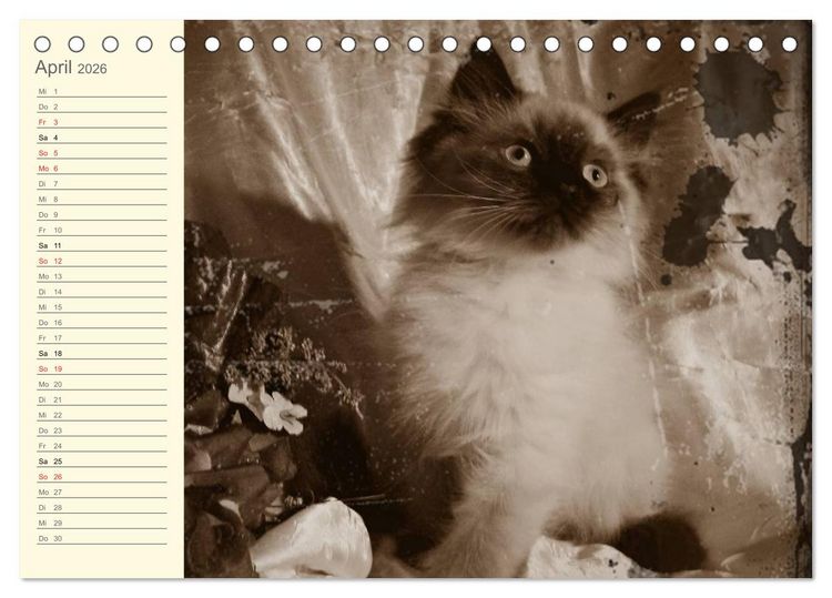 Produktbild: Oma's Katzenkalender 2026 (Tischkalender 2026 DIN A5 quer), CALVENDO Monatskalender