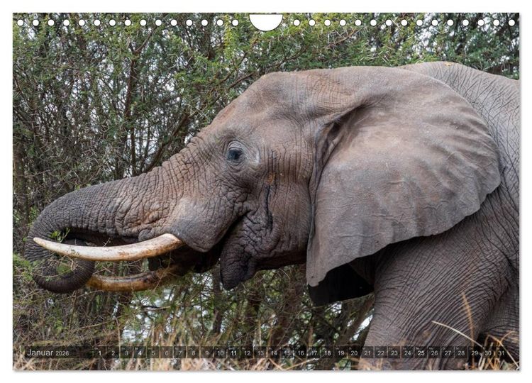 Produktbild: S&uuml;dafrika - Die Tierwelt (Wandkalender 2026 DIN A4 quer), CALVENDO Monatskalender