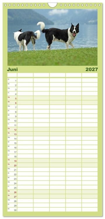 Produktbild: Familienplaner 2027 - Der Bordercollie-Kalender mit 5 Spalten (Wandkalender, 21 x 45 cm) CALVENDO