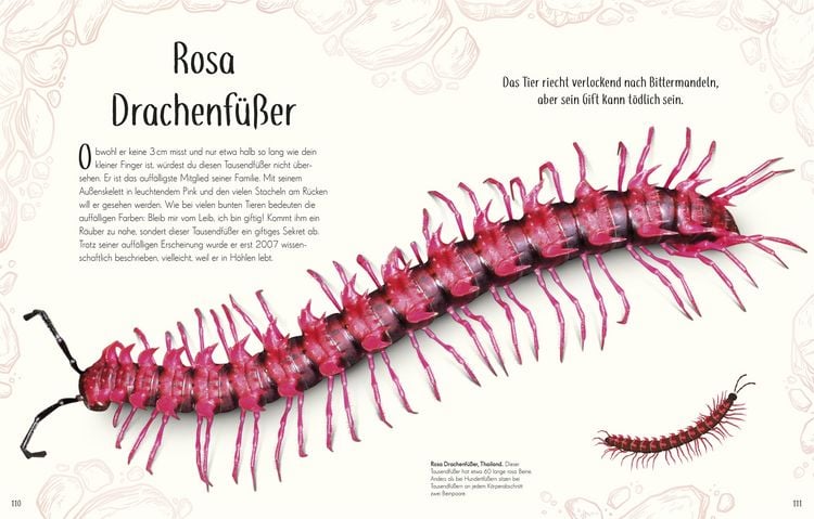 Produktbild: Wundervolle Welt der Insekten und Spinnentiere