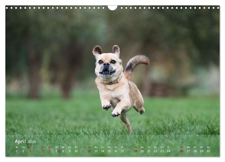 Produktbild: Fr&ouml;hliche Hunde (Wandkalender 2026 DIN A3 quer), CALVENDO Monatskalender
