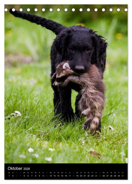 Produktbild: Curly Coated Retriever 2026 (Tischkalender 2026 DIN A5 hoch), CALVENDO Monatskalender
