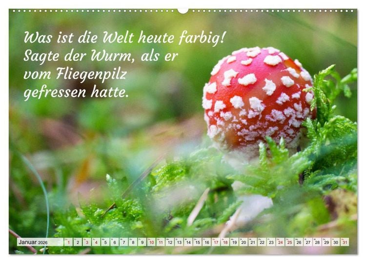 Produktbild: Junge, was hast du`s eilig (Wandkalender 2026 DIN A2 quer), CALVENDO Monatskalender