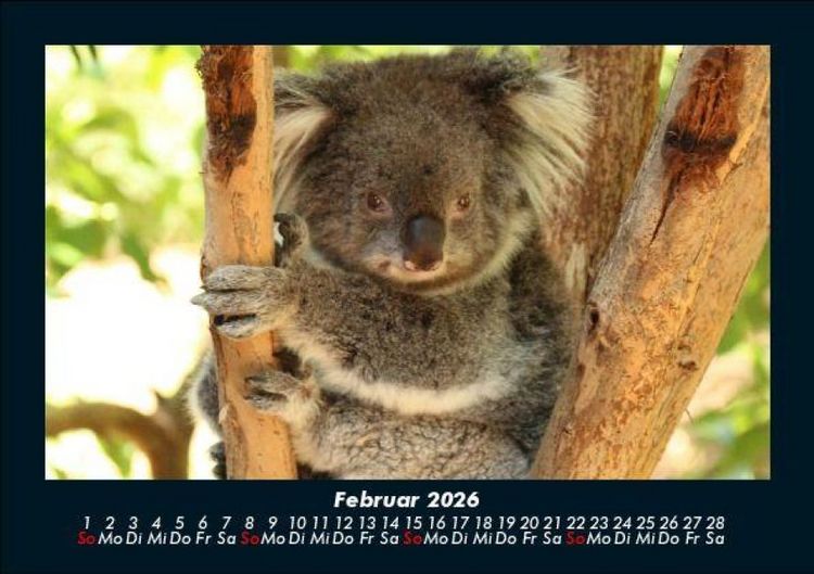 Produktbild: Koala 2026 Fotokalender DIN A5