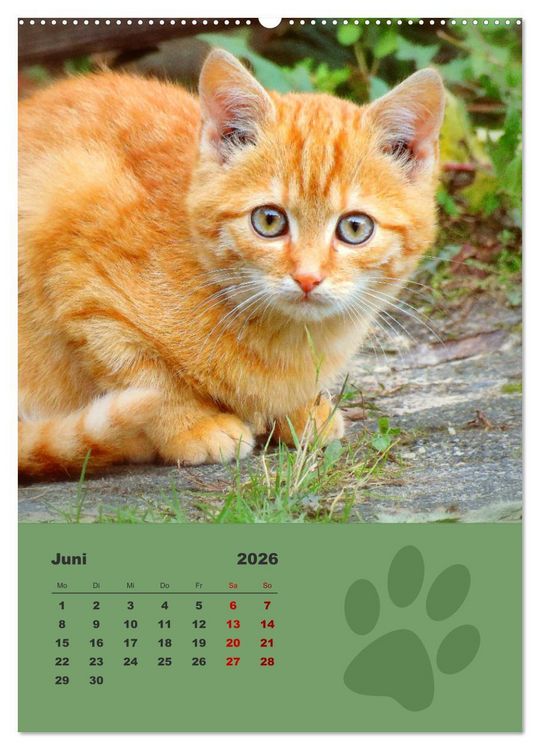 Produktbild: Wilde T&auml;tzchen, kleine wilde Katzen entdecken die Welt (Wandkalender 2026 DIN A2 hoch), CALVENDO Monatskalender