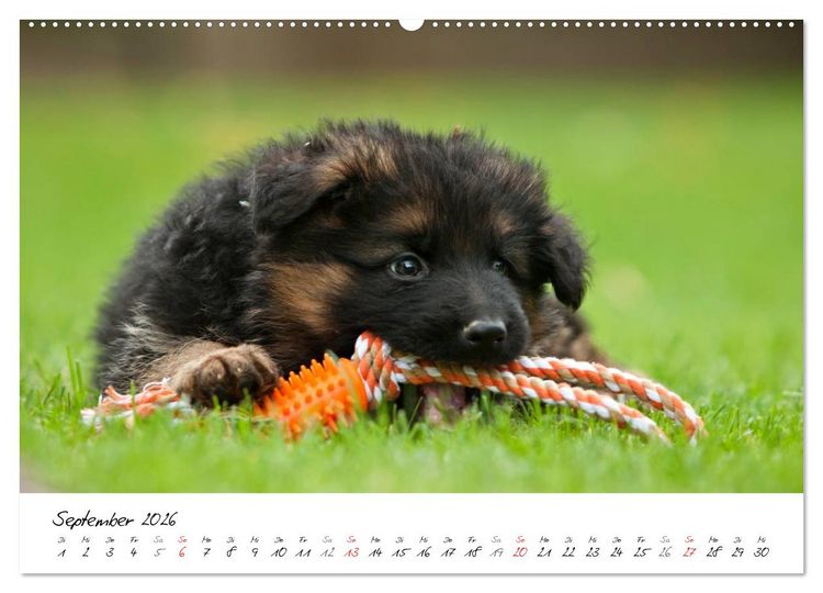 Produktbild: Deutscher Sch&auml;ferhund - Welpen / CH-Version (Wandkalender 2026 DIN A2 quer), CALVENDO Monatskalender