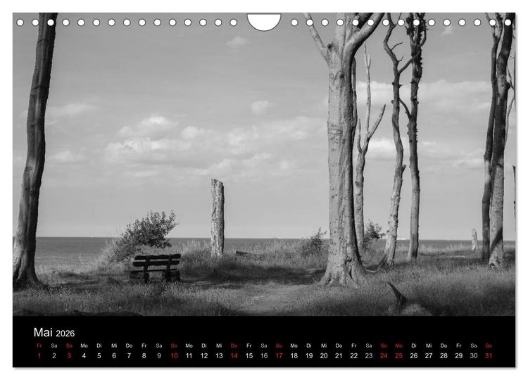 Produktbild: B&auml;ume trees 2026 (Wandkalender 2026 DIN A4 quer), CALVENDO Monatskalender