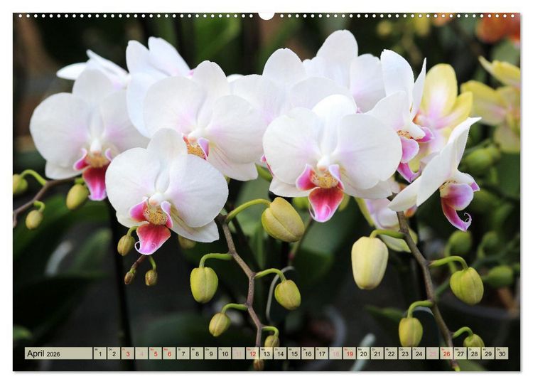 Produktbild: Beliebte Orchideen (hochwertiger Premium Wandkalender 2026 DIN A2 quer), Kunstdruck in Hochglanz