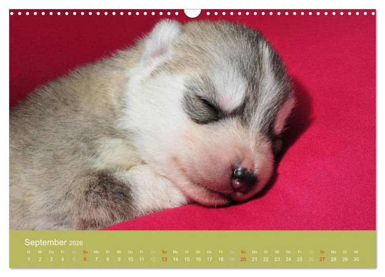 Produktbild: Husky Welpen (Wandkalender 2026 DIN A3 quer), CALVENDO Monatskalender