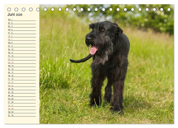 Produktbild: Treuer Freund Riesenschnauzer (Tischkalender 2026 DIN A5 quer), CALVENDO Monatskalender