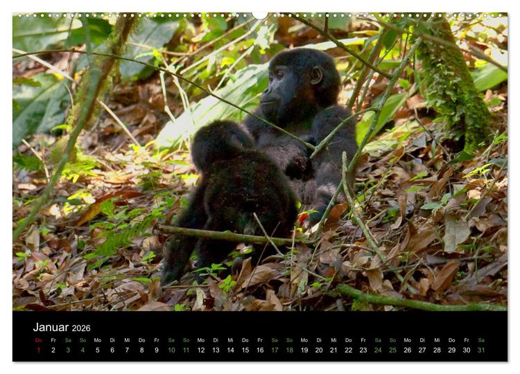 Produktbild: Ugandas friedliche Berggorillas (Wandkalender 2026 DIN A2 quer), CALVENDO Monatskalender