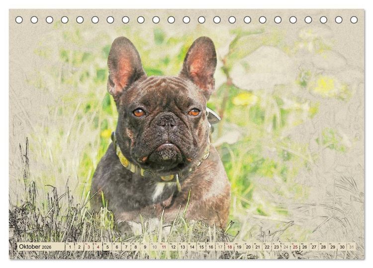 Produktbild: Franz&ouml;sische Bulldoggen 2026 (Tischkalender 2026 DIN A5 quer), CALVENDO Monatskalender