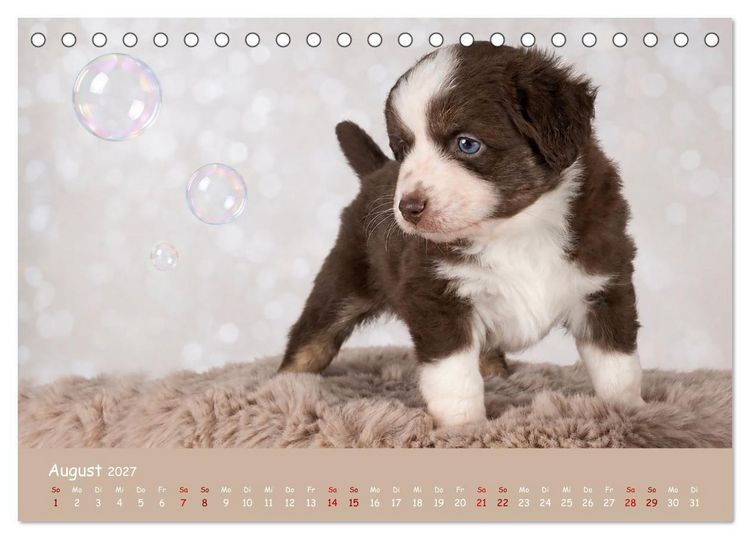 Produktbild: Mini Australian Shepherd, eine ganz besondere Rasse (Tischkalender 2027 DIN A5 quer), CALVENDO Monatskalender