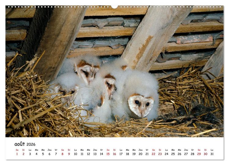 Produktbild: La vie des chouettes, les dames de la nuit (Calendrier mural 2026 DIN A2 vertical) calendrier de bureau