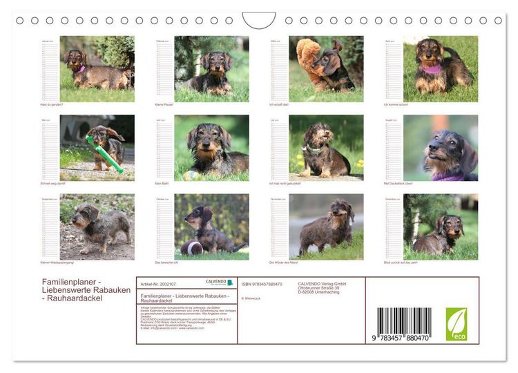 Produktbild: Familienplaner - Liebenswerte Rabauken - Rauhaardackel (Wandkalender 2026 DIN A4 quer), CALVENDO Monatskalender