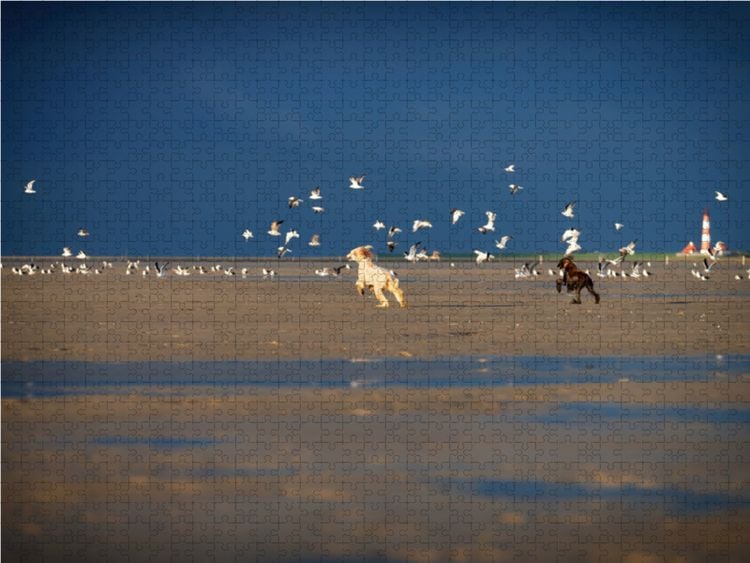 Produktbild: CALVENDO Puzzle Afghanen jagen M&ouml;wen am Strand von Sankt Peter-Ording | 1000 Teile Lege-Gr&ouml;&szlig;e 64x48cm Foto-Puzzle f&uuml;r gl&uuml;ckliche Stunden