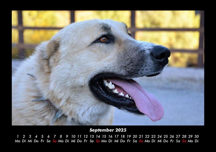 Produktbild: Hundezauber 2025 Fotokalender DIN A3