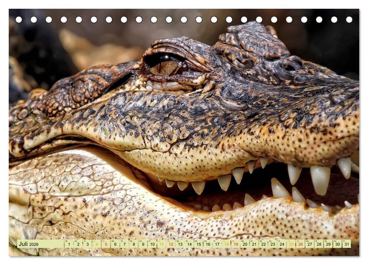Produktbild: Urzeitreptilien - Krokodil (Tischkalender 2026 DIN A5 quer), CALVENDO Monatskalender