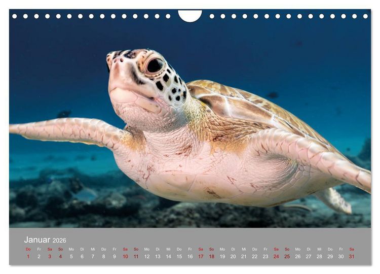 Produktbild: Karibische Meeresschildkr&ouml;ten (Wandkalender 2026 DIN A4 quer), CALVENDO Monatskalender