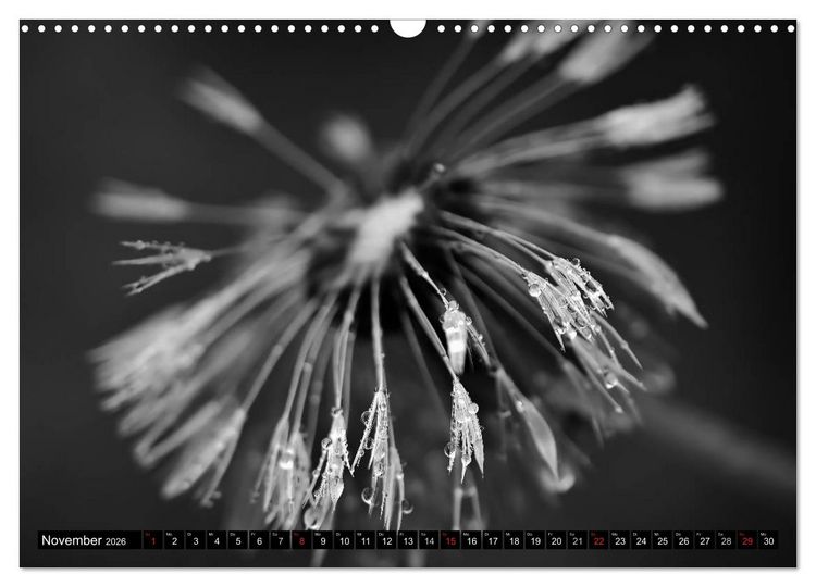 Produktbild: Pusteblume - Impressionen in schwarzwei&szlig; (Wandkalender 2026 DIN A3 quer), CALVENDO Monatskalender