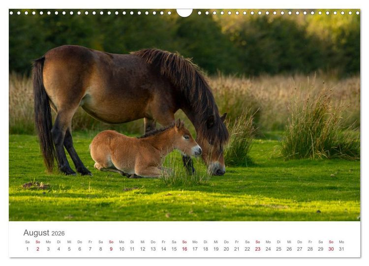 Produktbild: Exmoor Ponnys - Die letzten Ihrer Art (Wandkalender 2026 DIN A3 quer), CALVENDO Monatskalender