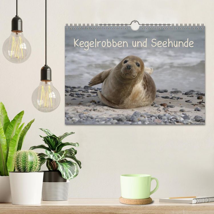 Produktbild: Kegelrobben und Seehunde (Wandkalender 2026 DIN A4 quer), CALVENDO Monatskalender