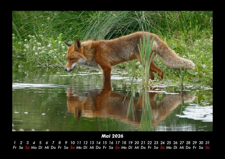 Produktbild: Waldbewohner 2026 Fotokalender DIN A3