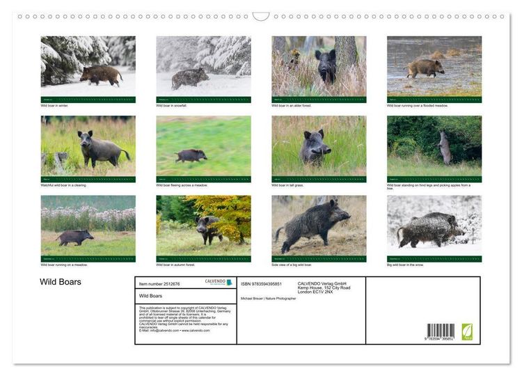 Produktbild: Wild Boars (Wall Calendar 2027 DIN A2 landscape), CALVENDO 12 Month Wall Calendar