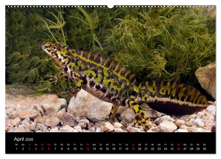 Produktbild: Salamander und Molche (Wandkalender 2026 DIN A2 quer), CALVENDO Monatskalender