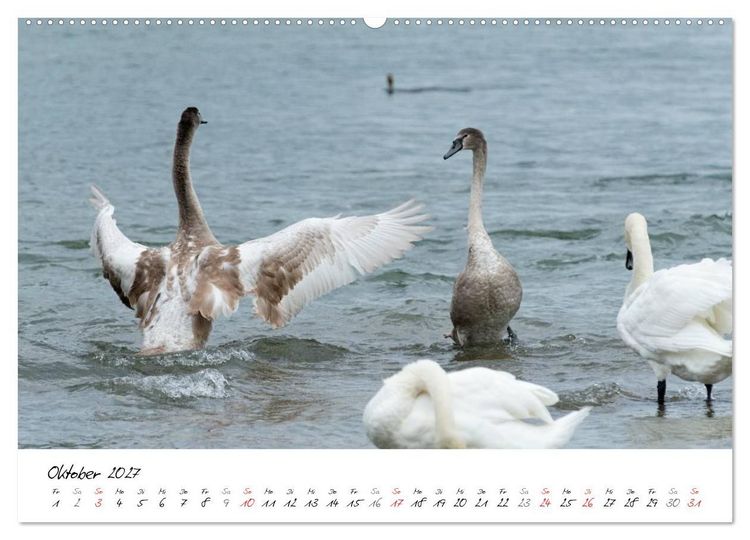 Produktbild: Vom K&uuml;ken zum Schwan (hochwertiger Premium Wandkalender 2027 DIN A2 quer), Kunstdruck in Hochglanz