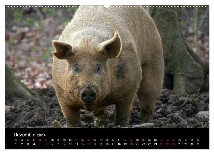 Produktbild: Schweinereien (Wandkalender 2026 DIN A2 quer), CALVENDO Monatskalender