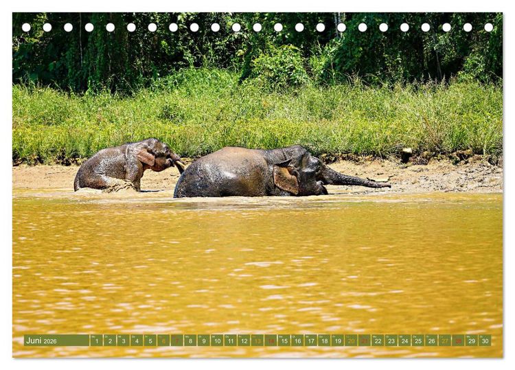 Produktbild: Borneos Zwergelefanten (Tischkalender 2026 DIN A5 quer), CALVENDO Monatskalender