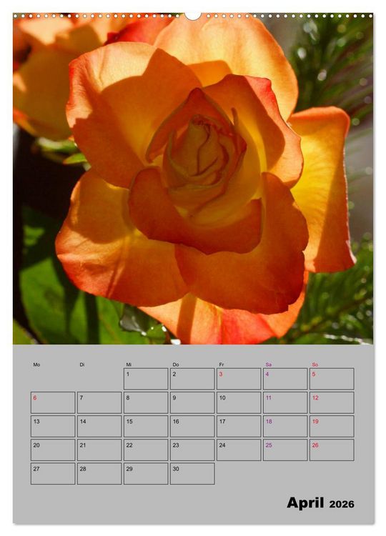 Produktbild: Rosen - Symbol der Liebe und Verehrung (Wandkalender 2026 DIN A2 hoch), CALVENDO Monatskalender