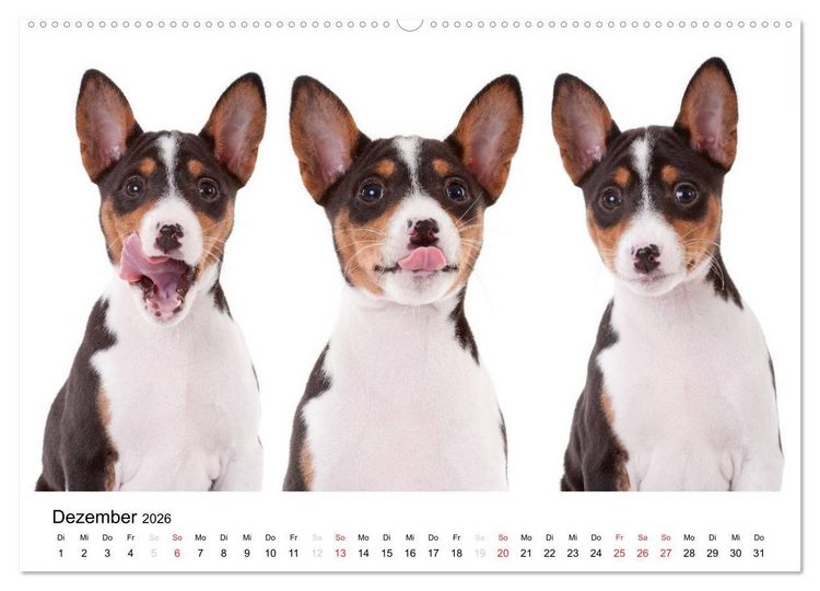 Produktbild: Allerliebste Basenji Welpen 2026 (Wandkalender 2026 DIN A2 quer), CALVENDO Monatskalender