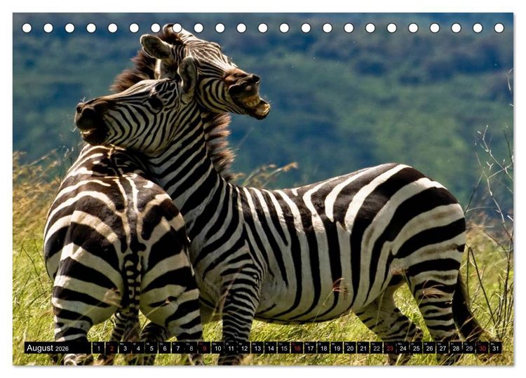 Produktbild: Zebras - Ungez&auml;hmte Kraft (Tischkalender 2026 DIN A5 quer), CALVENDO Monatskalender