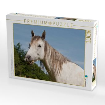Produktbild: CALVENDO Puzzle Ein Motiv aus dem Kalender Lustiger Schimmel - ein Pferd mit Humor | 1000 Teile Lege-Gr&ouml;&szlig;e 64x48cm Foto-Puzzle f&uuml;r gl&uuml;ckliche Stunden
