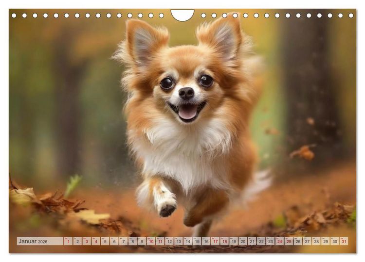 Produktbild: Chihuahuas - Kleine Hunde - gro&szlig;e Temperamentb&uuml;ndel (Wandkalender 2026 DIN A4 quer), CALVENDO Monatskalender