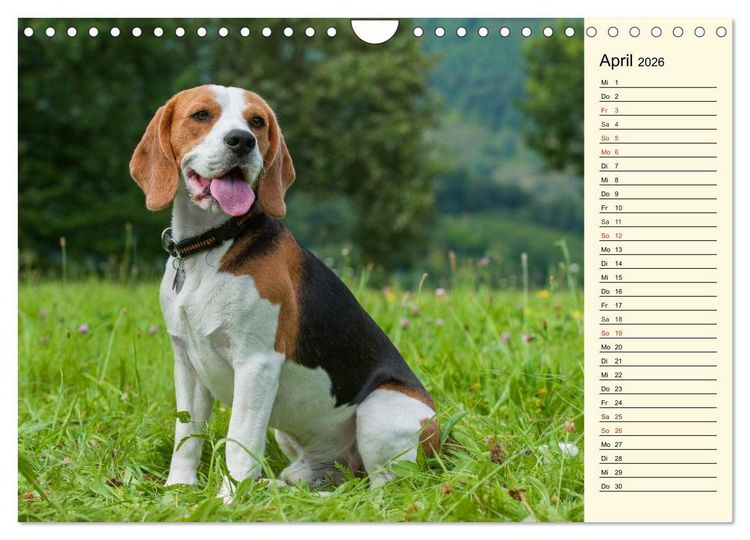 Produktbild: Beagle - Herz auf 4 Pfoten (Wandkalender 2026 DIN A4 quer), CALVENDO Monatskalender