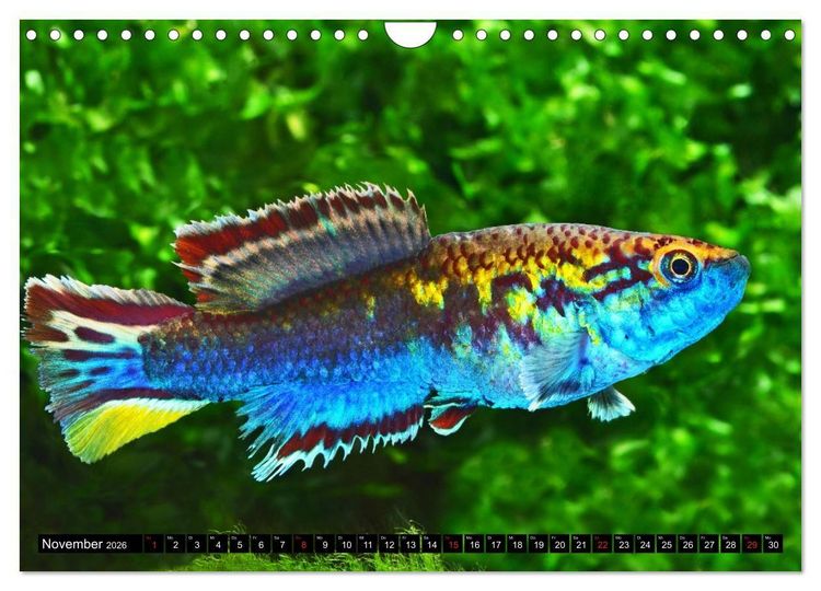 Produktbild: Bunte Fische der Welt - Killifische (Wandkalender 2026 DIN A4 quer), CALVENDO Monatskalender