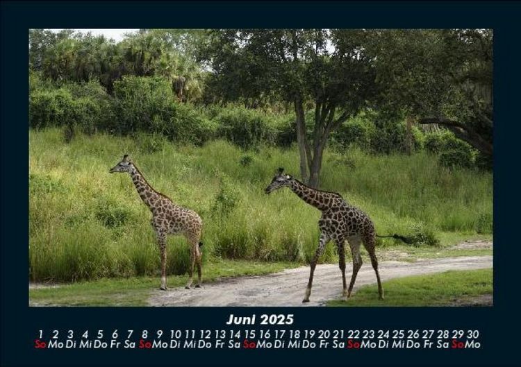 Produktbild: Welt der Tiere 2025 Fotokalender DIN A5