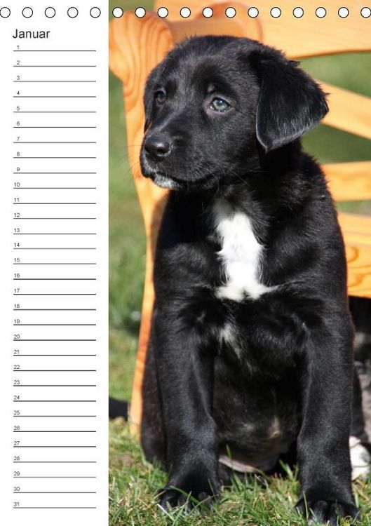 Produktbild: Der Aussie - Geburtstagskalender (Tischkalender immerw&auml;hrend DIN A5 hoch)
