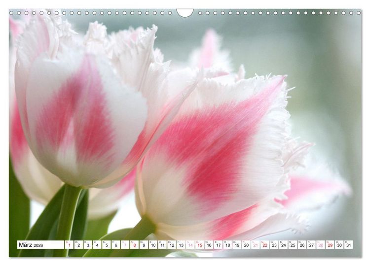 Produktbild: Blumenpracht - Bl&uuml;ten und Str&auml;u&szlig;e (Wandkalender 2026 DIN A3 quer), CALVENDO Monatskalender