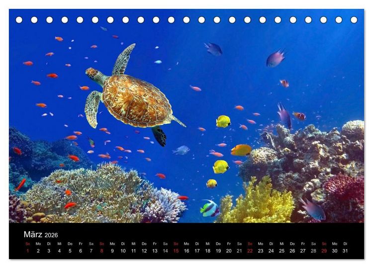 Produktbild: Riffleben - Einfach mal abtauchen (Tischkalender 2026 DIN A5 quer), CALVENDO Monatskalender