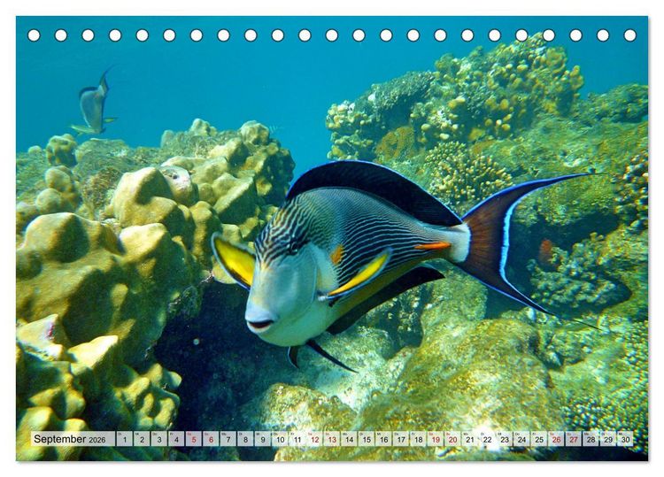 Produktbild: Abenteuer Riff - bunte Unterwasserwelt (Tischkalender 2026 DIN A5 quer), CALVENDO Monatskalender