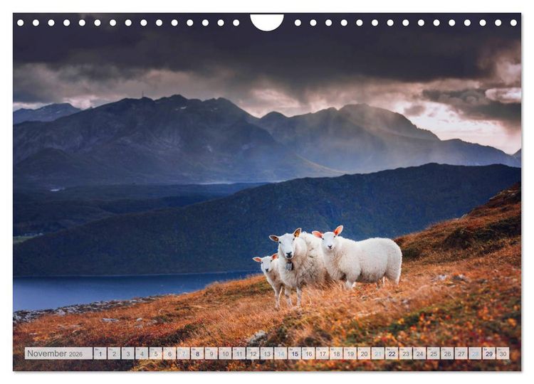 Produktbild: Schafe - Raues Wetter, weiche Wolle (Wandkalender 2026 DIN A4 quer), CALVENDO Monatskalender